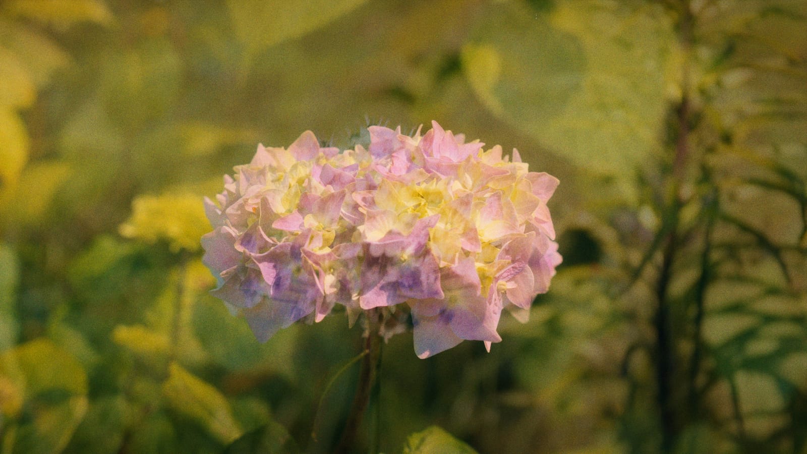 Borders in flower