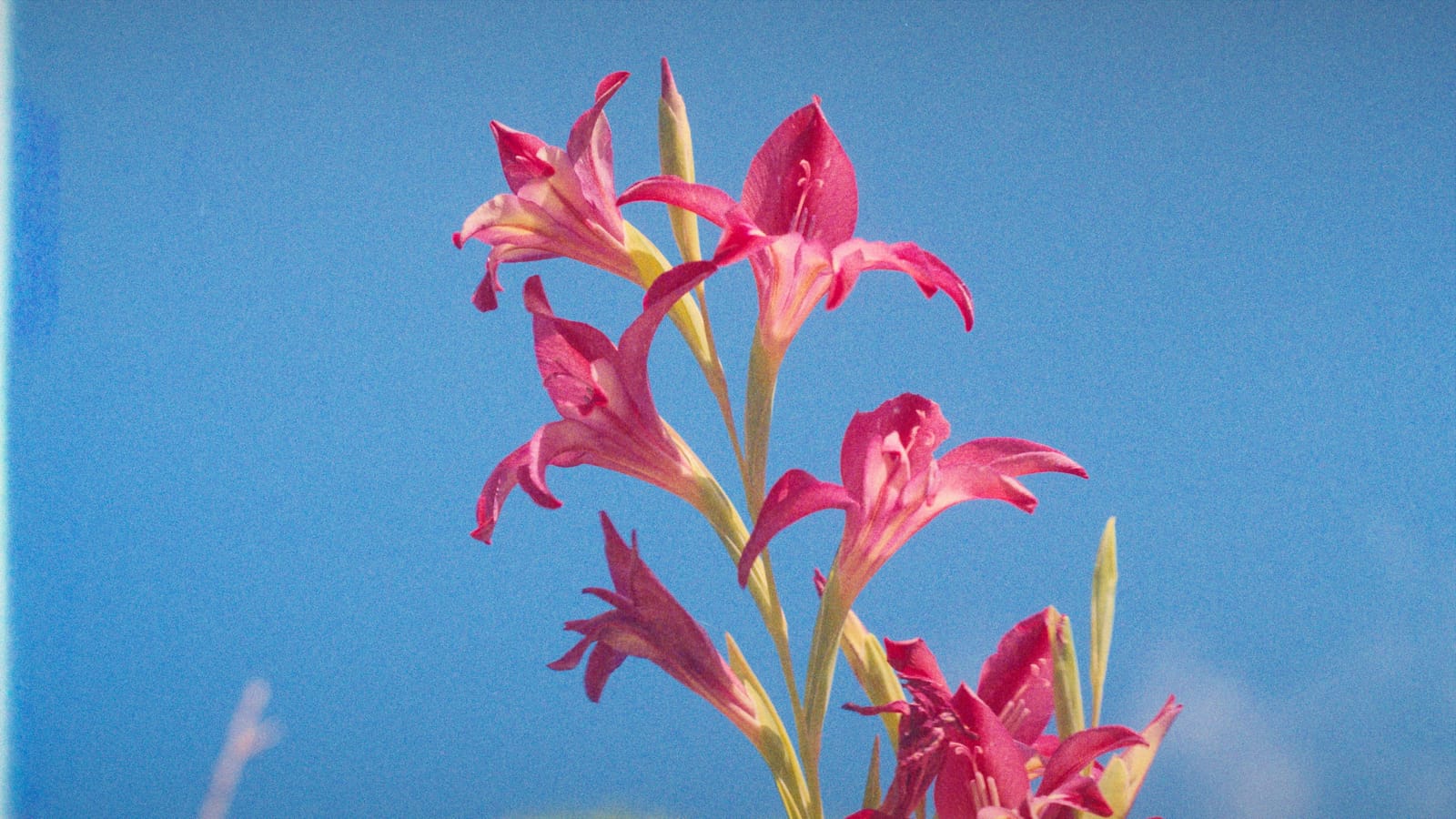How we storyboard commercial film shoots 31 Finished frame: lilies in the garden.