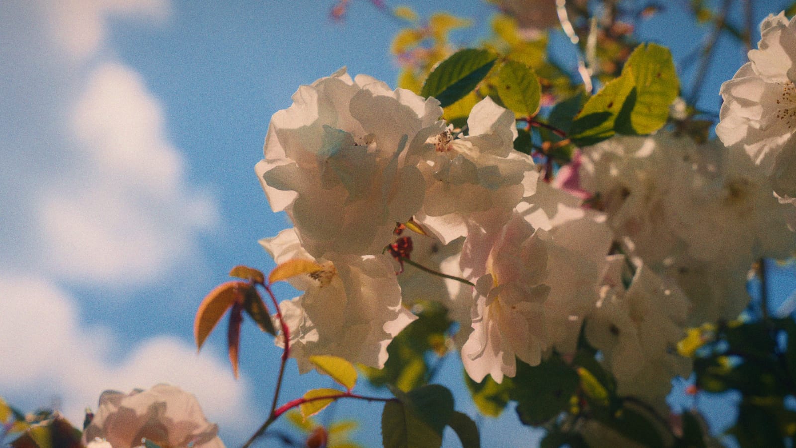 How we storyboard commercial film shoots 13 Frame from the campaign film: roses in the garden.